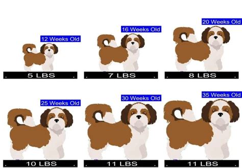 Shih Tzu Puppy Size Chart