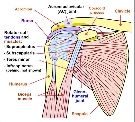 Shoulder Anatomy Chart