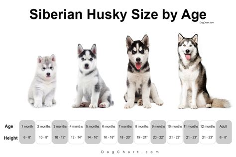 Siberian Husky Dog Size Chart