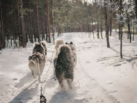 Sista promenaden med hunden – en oförglömlig upplevelse