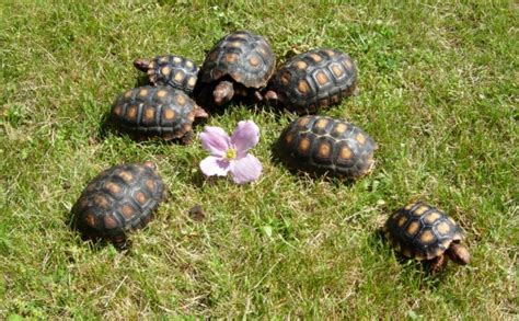 Sköldpadda Till Salu: En Komplett Guide