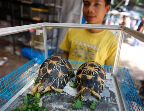 Sköldpaddor: Ett köp värt att göra