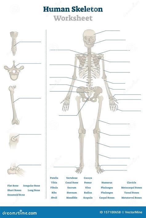 Skeletal System Printable