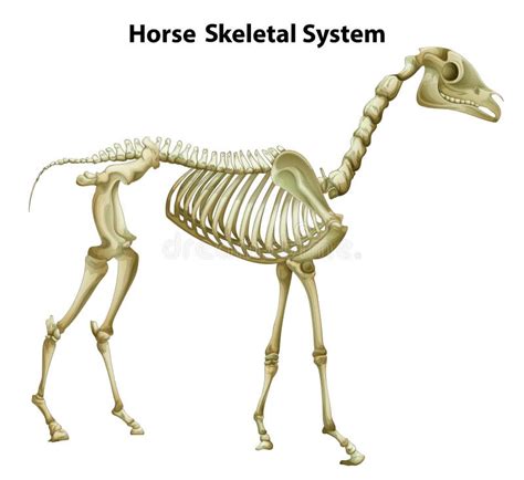 Skelett häst: En symbol för styrka och motståndskraft