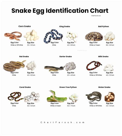 Snake Eggs Size Chart