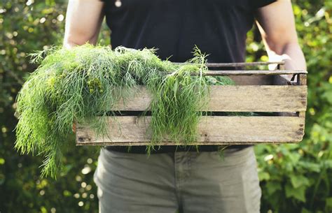 Soffbord Hay: The Ultimate Guide to Growing and Harvesting This Vital Crop