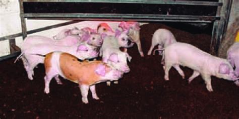 Spädgrisuppfödning: En djupgående guide till att föda upp friska och produktiva grisar
