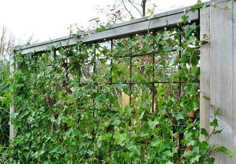 Spalje murgröna - Den eviggröna klätterväxten som ger liv åt ditt hem och trädgård