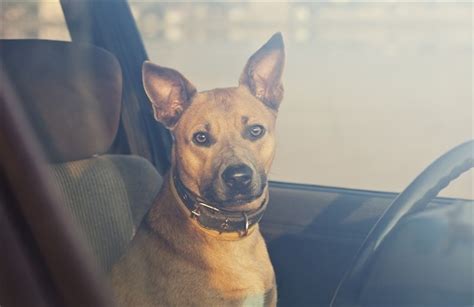 Spansk Hund: Din ideelle følgesvenn for livets eventyr