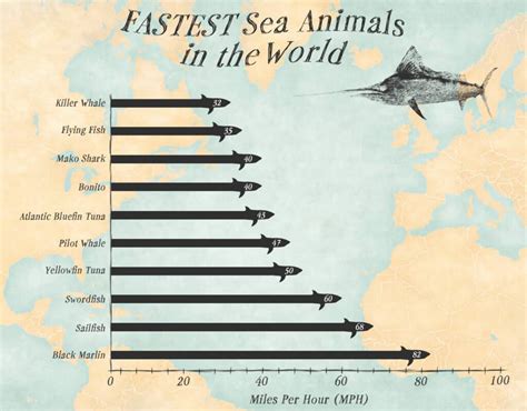 Speed Of Animals Chart