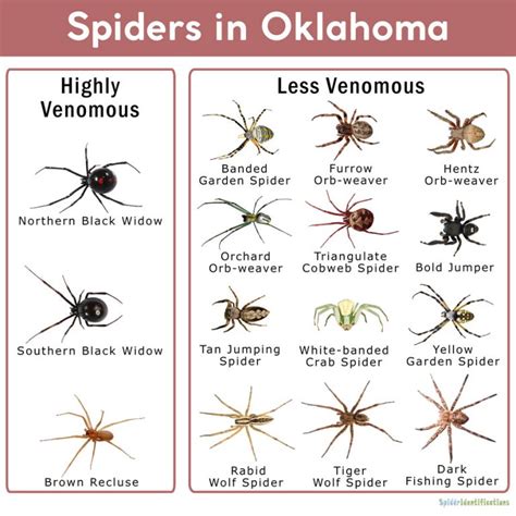 Spiders In Oklahoma Chart