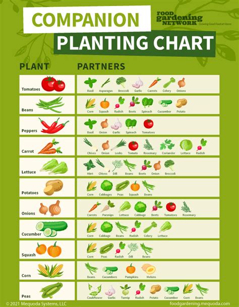 Spinach Companion Planting Chart