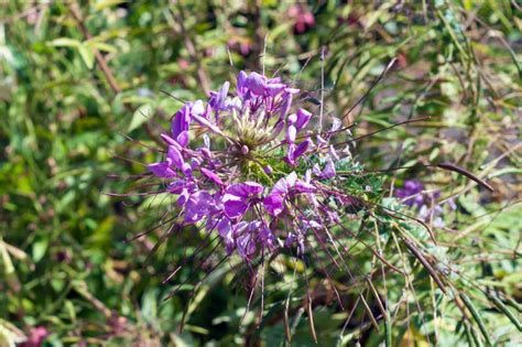 Spindelblomma: En extraordinär växt med otaliga fördelar