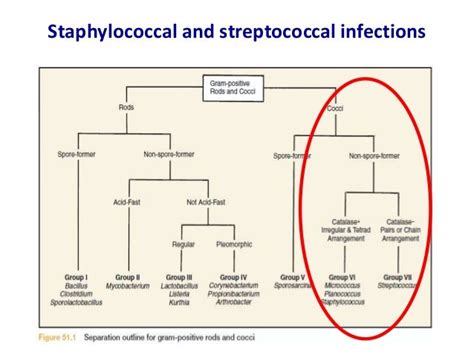 Staph Vs Strep Biochemical Test Chart