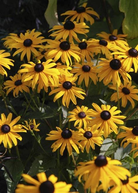 Strålrudbeckia: En hyllning till solens blomma