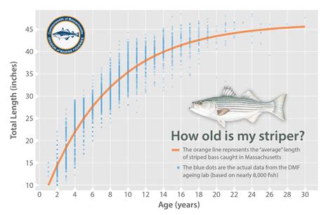 Striped Bass Size Chart