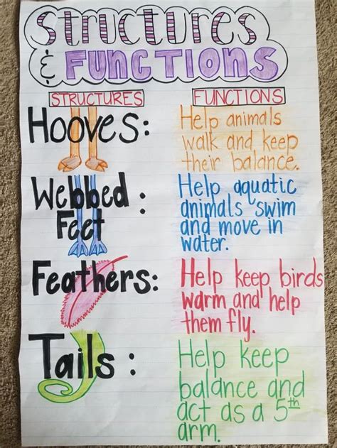 Structures And Functions Anchor Chart