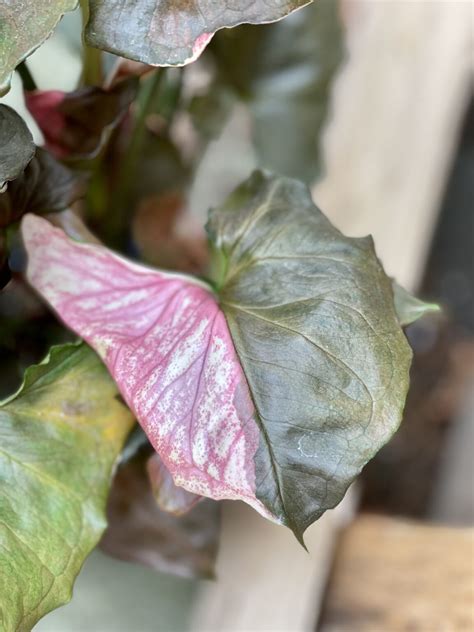 Syngonium Strawberry Ice: Transform Your Living Spaces with Lush Elegance