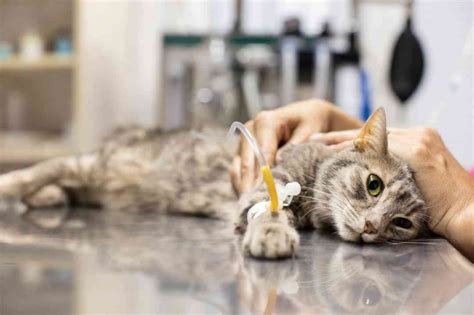TENNIS HALSBAND: Pemandu Anda untuk Mengenali Penyakit Mematikan pada Kucing