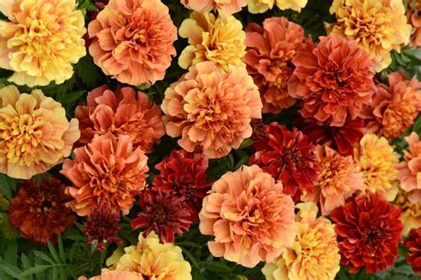 Tagetes Strawberry Blonde: Unveil the Secrets of This Enchanting Plant