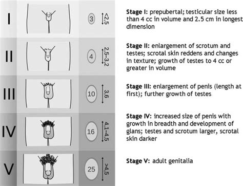 Tanner Staging Chart