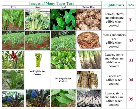 Taro Varieties Chart