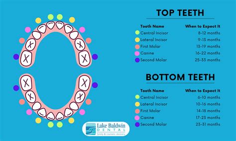Teeth Come In Chart