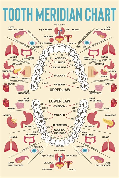 Teeth Meridian Chart