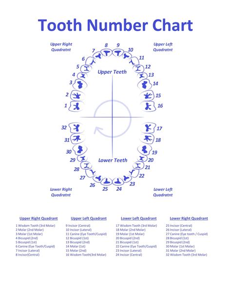 Teeth Numbered Chart