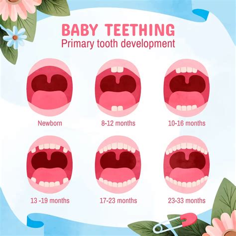 Teething Chart For Babies
