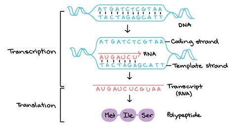 Template For Transcription