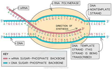 Template Strand Of Dna