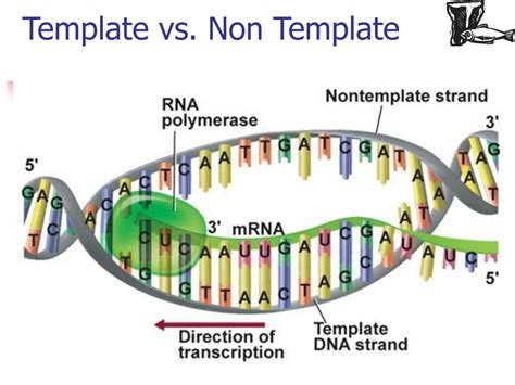 Template Vs Non Template Strand