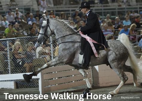 Tennessee Walking Horse Color Chart