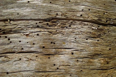 Termiter i hus: En guide til at forebygge og bekæmpe træødelæggende insekter