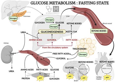 The Action of Insulin book cover