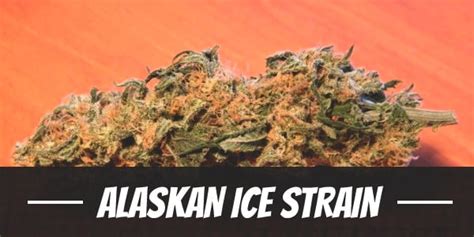 The Alaskan Ice Strain: An In-Depth Guide