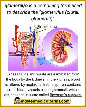The Combining Form Glomerul/o Means