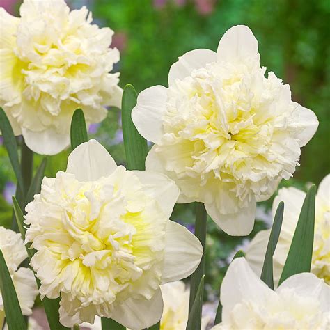 The Enchanting Ice King Daffodil: A Symphony of Resilience and Beauty