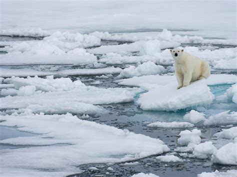 The Heartbreaking Truth: Our Polar Ice Melts Away, A Cry for Action