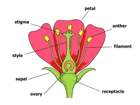 The Pollen-Bearing Part of a Flower: An Informative Guide