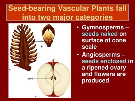 The Seed-Bearing Part of a Plant: An Exploration of Natures Reproductive Marvel