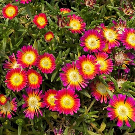 The Wonders of Ice Plants: An Informative Guide to Their Beauty and Benefits