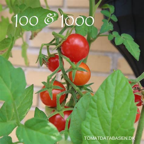 Tomat 100 dan 1000, Rahasia Buah Sejuta Umat