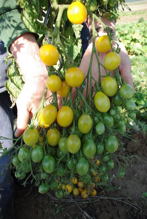 Tomater fröer: En komplett guide