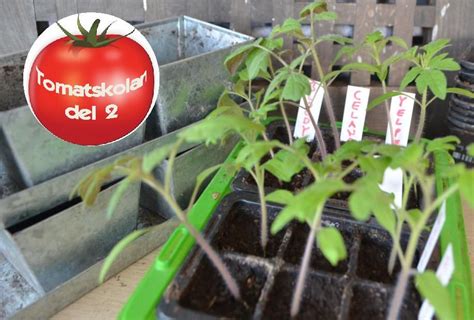 Tomatfrön Köpa: Odla Hälsosamma och Delikata Tomater Hemma