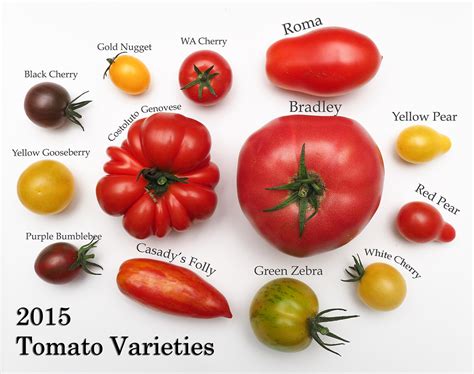 Tomato Variety Types Of Tomatoes Chart