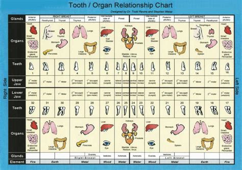 Tooth And Organ Relationship Chart