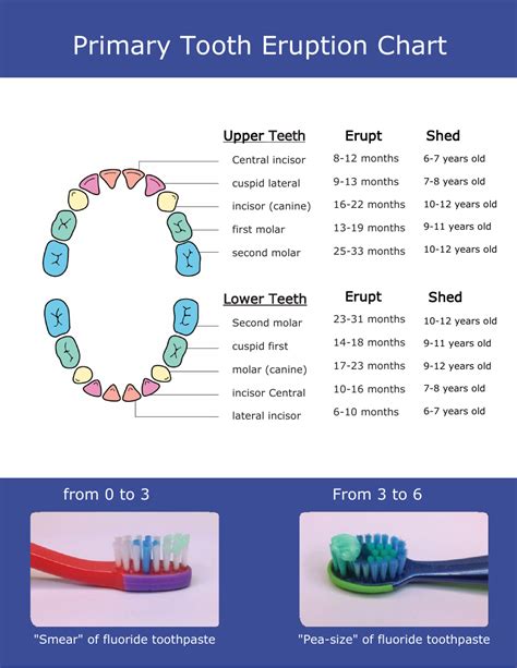 Tooth Eruption Chart