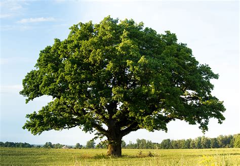 Träd Stora Blad – En inspirationskälla